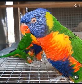 Coppia pappagalli lori arcobaleno adulta