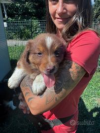Cuccioli pastore australiano