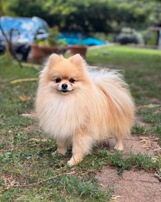 Spitz di Pomerania nano disponibile per monta