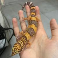 Geco leopardino femmina