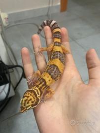Geco leopardino femmina