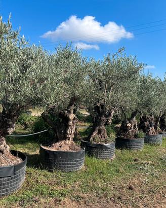 Piante di ulivo