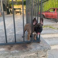 Bulldog francese