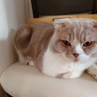 Gatto Scottish Fold per accoppiamento