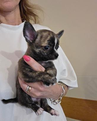 Cucciolo di chihuahua pelo corto 2 mesi