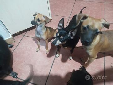 Due Similpinscher