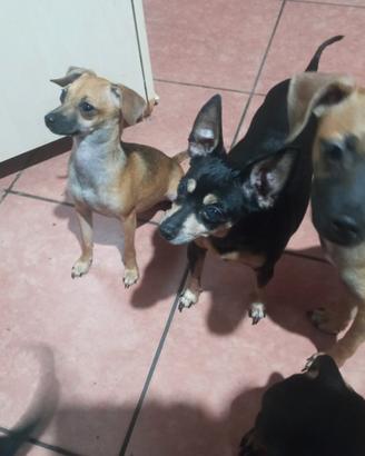 Due Similpinscher