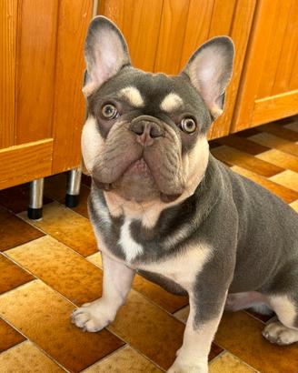 Buldog francese