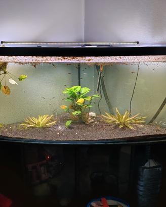 acquario angolo completo 