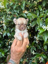 Chihuahua