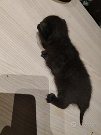 Gattino nero tigrato