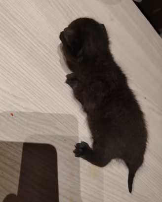 Gattino nero tigrato