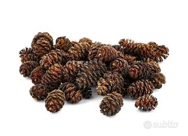 100 Pignette, Pigne Ontano Nero Naturali Acquario