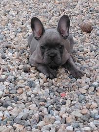 Cucciola bulldog francese