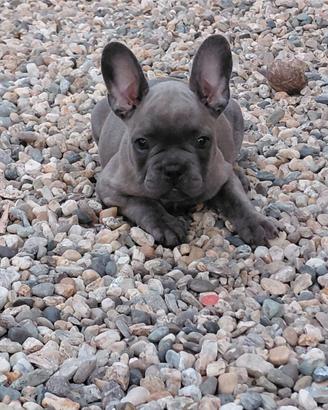 Cucciola bulldog francese