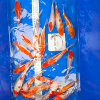 Koi kohaku 20/25 cm