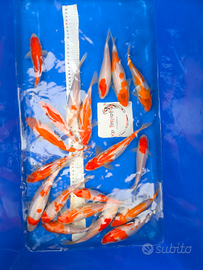 Koi kohaku 20/25 cm