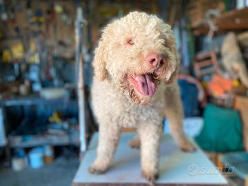 Lagotto romagnolo per monte