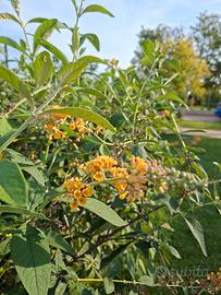 buddleja globosa albero delle farfalle col. giallo