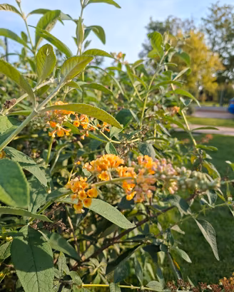 buddleja globosa albero delle farfalle col. giallo