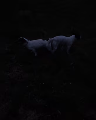 Prenotazione Cuccioli Jack Russell Terrier