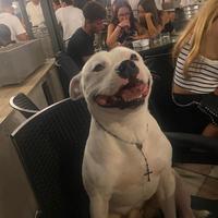 Staffordshire Bull Terrier disponibile per monta