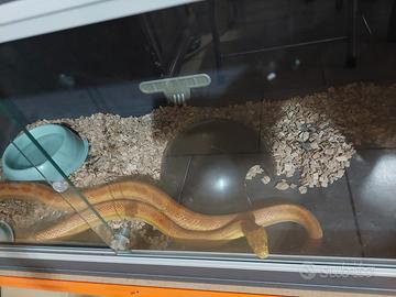 Serpente dei ratti