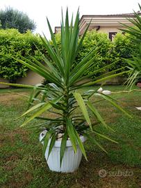 Tronchetto della felicità alta 125 cm