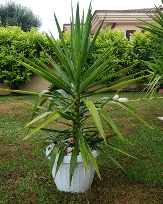 Tronchetto della felicità alta 125 cm