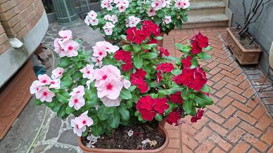 piante di vinca