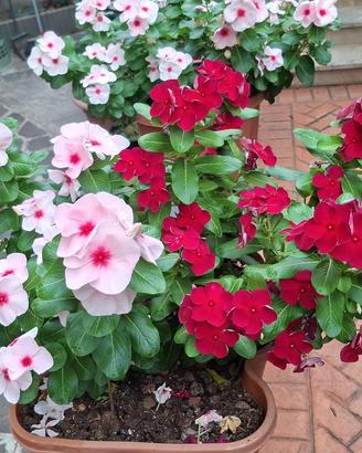 piante di vinca