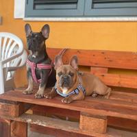 Bull dog francese