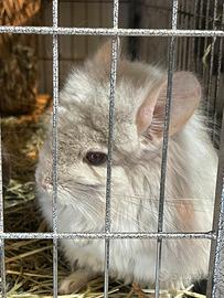 Cincillà angora