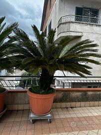 2 cycas 1 metro(25 anni)