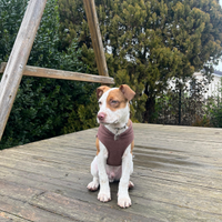 Cucciolo incrocio dogo argentino e Labrador