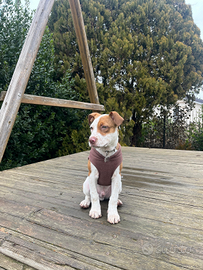 Cucciolo incrocio dogo argentino e Pit bull