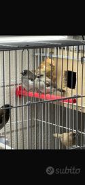 Diamantini gould e passeri del Giappone