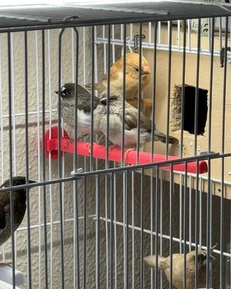 Diamantini gould e passeri del Giappone