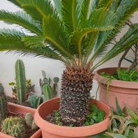 Cycas revoluta