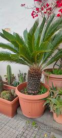 Cycas revoluta