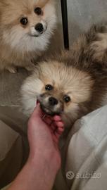 Femmina Pomerania