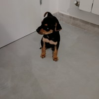 Pinscher Toy, Cucciolo, Piccola taglia