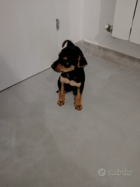 Pinscher Toy, Cucciolo, Piccola taglia