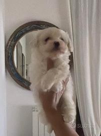 Cucciola di maltese
