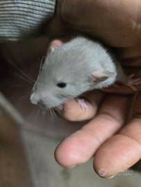 Disponibili ratti dumbo