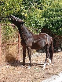 Cavallo