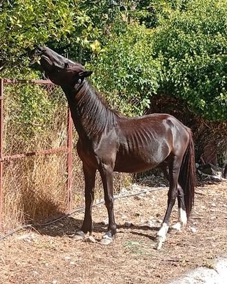 Cavallo
