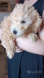 Ultimo cucciolo di barboncino nano