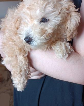 Ultimo cucciolo di barboncino nano