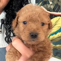 Barboncini toy e minitoy